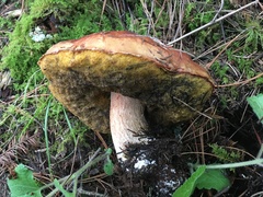 Boletus rubriceps