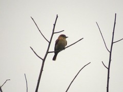 Pachyramphus cinnamomeus