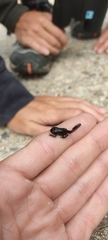 Bufo spinosus