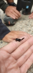 Bufo spinosus