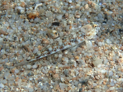Pomatoschistus marmoratus