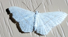 Idaea tacturata