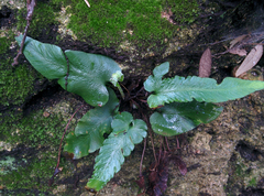 Asplenium sagittatum