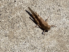 Trimerotropis occidentalis