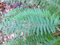 Polystichum aculeatum