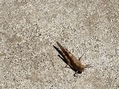 Trimerotropis occidentalis