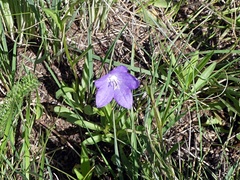 Campanula parryi