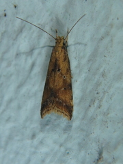 Brachmia blandella