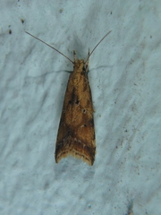 Brachmia blandella