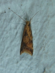 Brachmia blandella