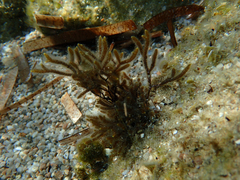 Cladostephus hirsutus