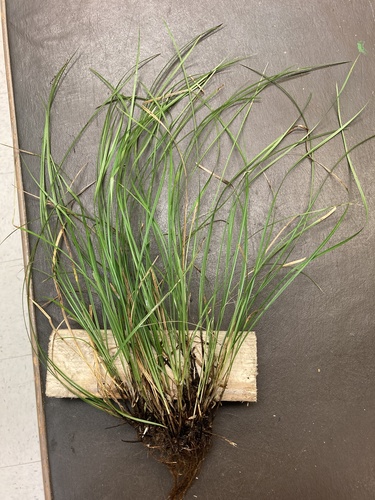 Willdenow's sedge (Carex basiantha)