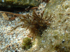 Cladostephus hirsutus