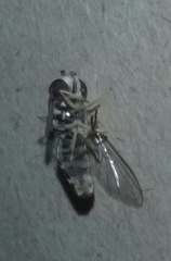 Allograpta