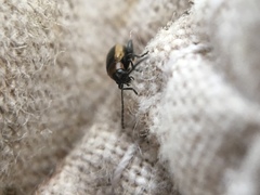 Longitarsus dorsalis