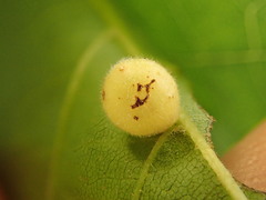 Caryomyia cilidolium
