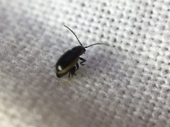 Longitarsus dorsalis