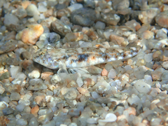 Pomatoschistus marmoratus