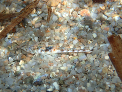 Pomatoschistus marmoratus