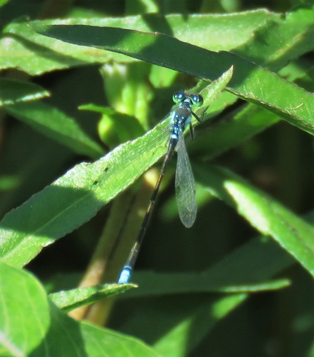 photo of Pacific Forktail (Ischnura cervula)
