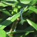photo of Pacific Forktail (Ischnura cervula)