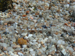 Pomatoschistus marmoratus