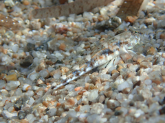 Pomatoschistus marmoratus