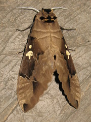 Lophostethus dumolinii