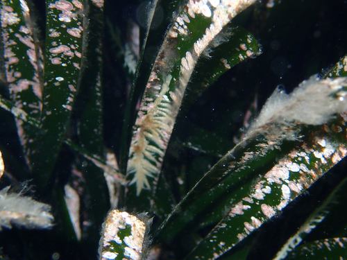 Electra posidoniae