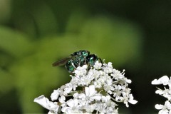 Euperilampus triangularis