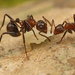 Droptail Ants - Photo (c) Steve Shattuck, some rights reserved (CC BY-SA)