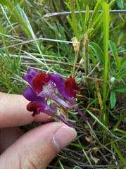 Linaria aeruginea
