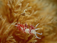 Image of Coryphella verta
