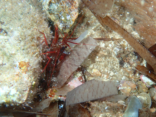 Lysmata seticaudata