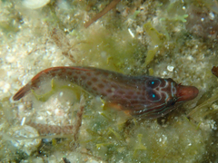 Lepadogaster purpurea
