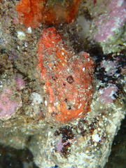 Pyuridae