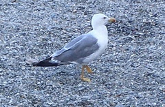 Larus michahellis