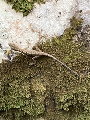 Anolis fuscoauratus