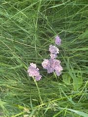 Achillea millefolium borealis