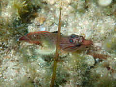 Lepadogaster purpurea