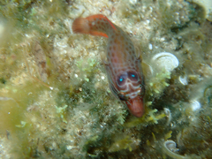 Lepadogaster purpurea