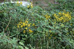 Lysimachia vulgaris