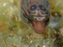 Lepadogaster purpurea