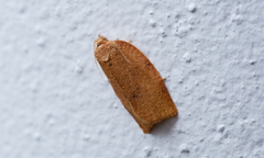 Choristoneura obsoletana