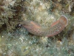 Lepadogaster purpurea