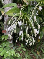 Posoqueria