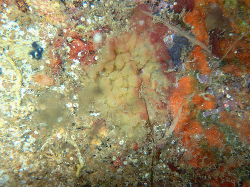 Oscarelle Bali Balo