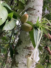 Posoqueria