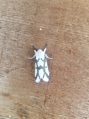 Euerythra phasma