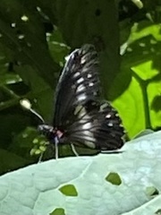 Catasticta flisa flisa